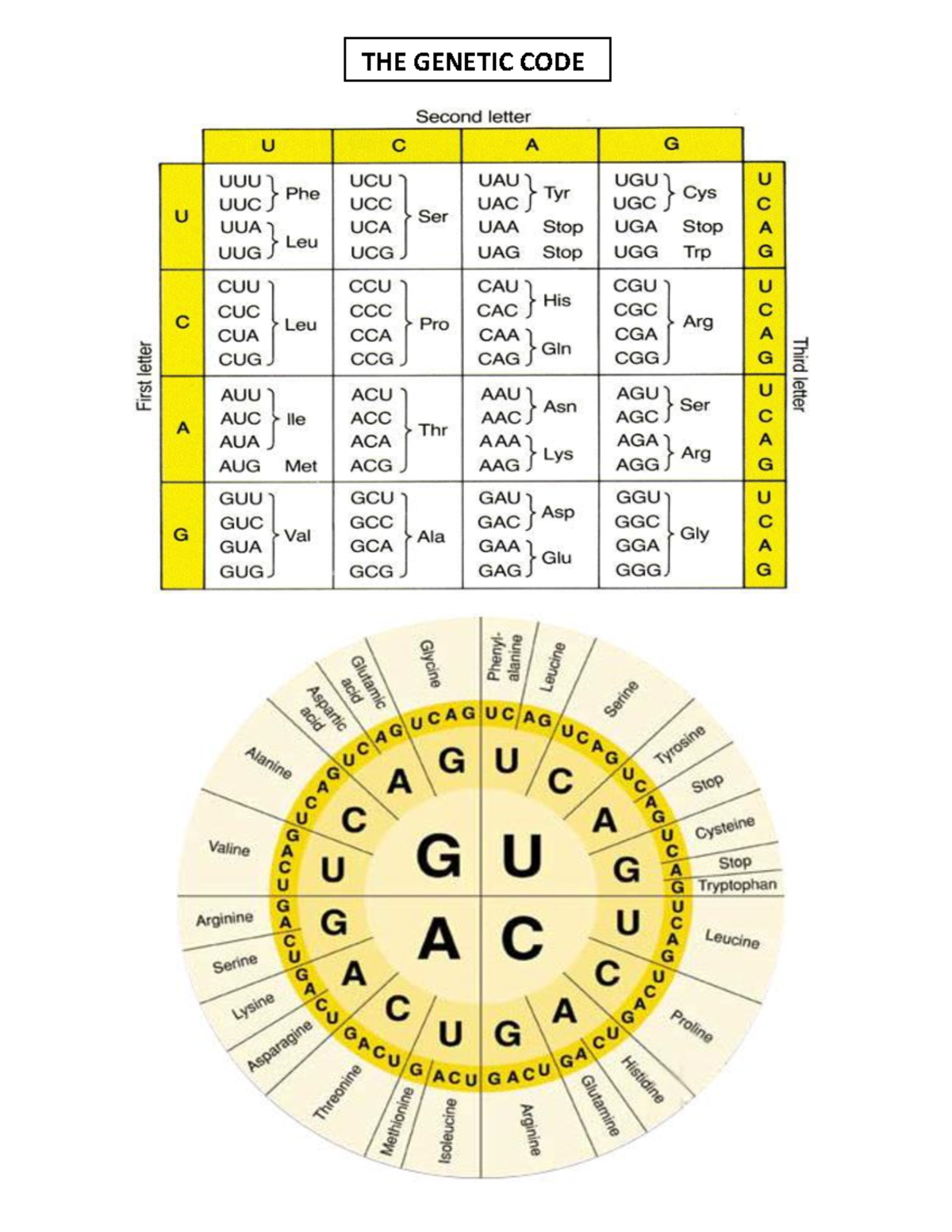 Genetic Code Overview - FBV - Studocu