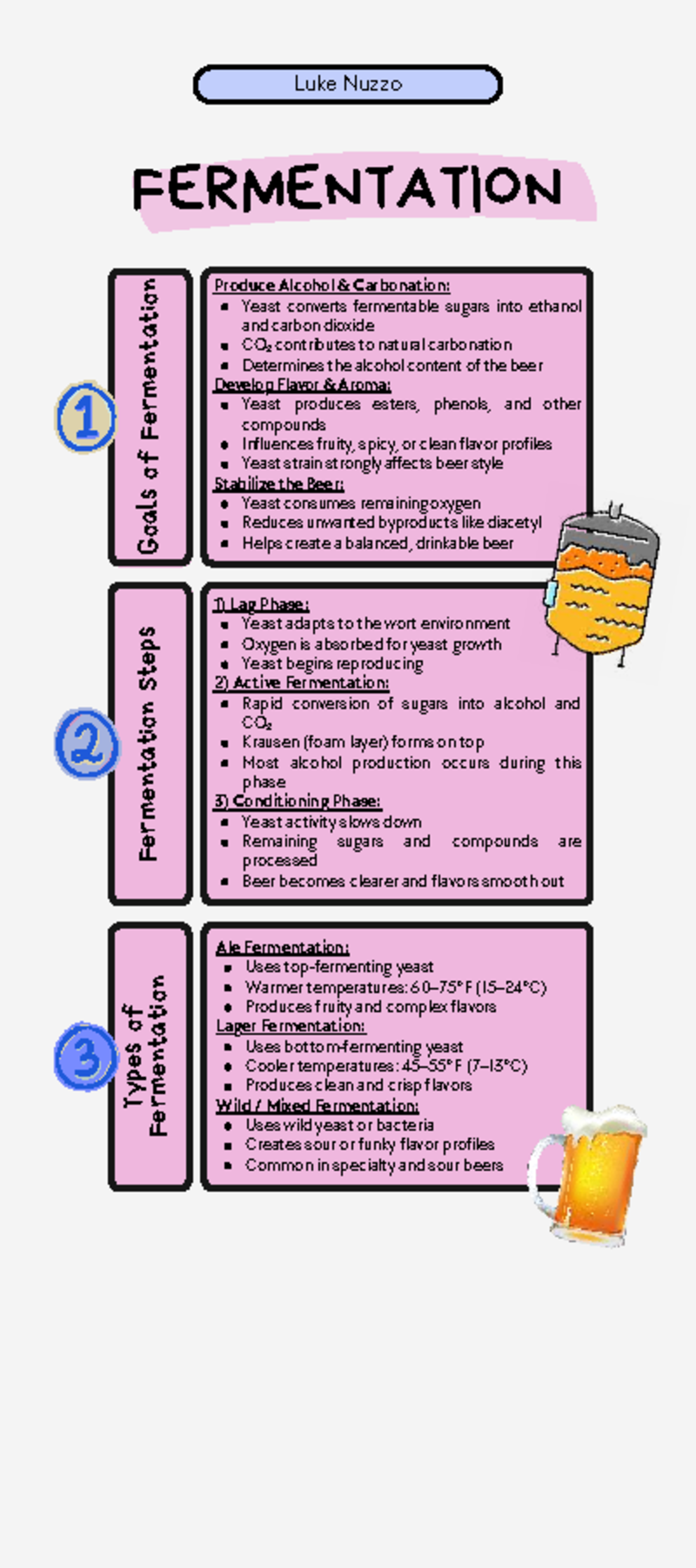 Fermentation Infographic: Understanding Yeast and Beer Production - Studocu