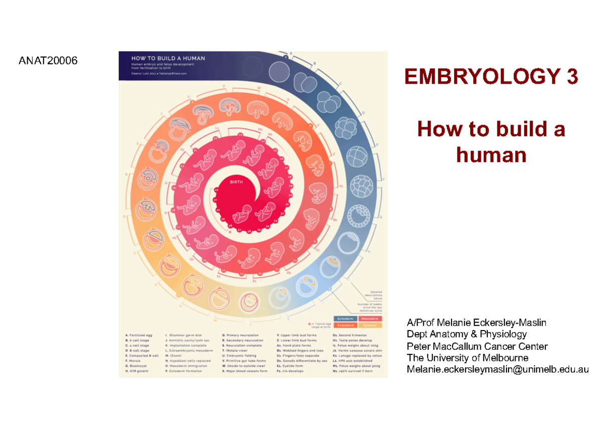 EMBRYOLOGY 3: Lecture Notes on Human Development - Studocu