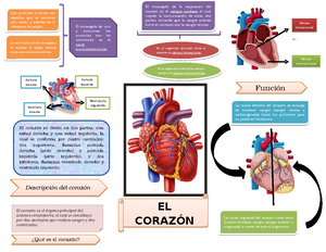 Anatomía DEL Corazón - Resumen Netter Atlas De Anatomia Humana ...