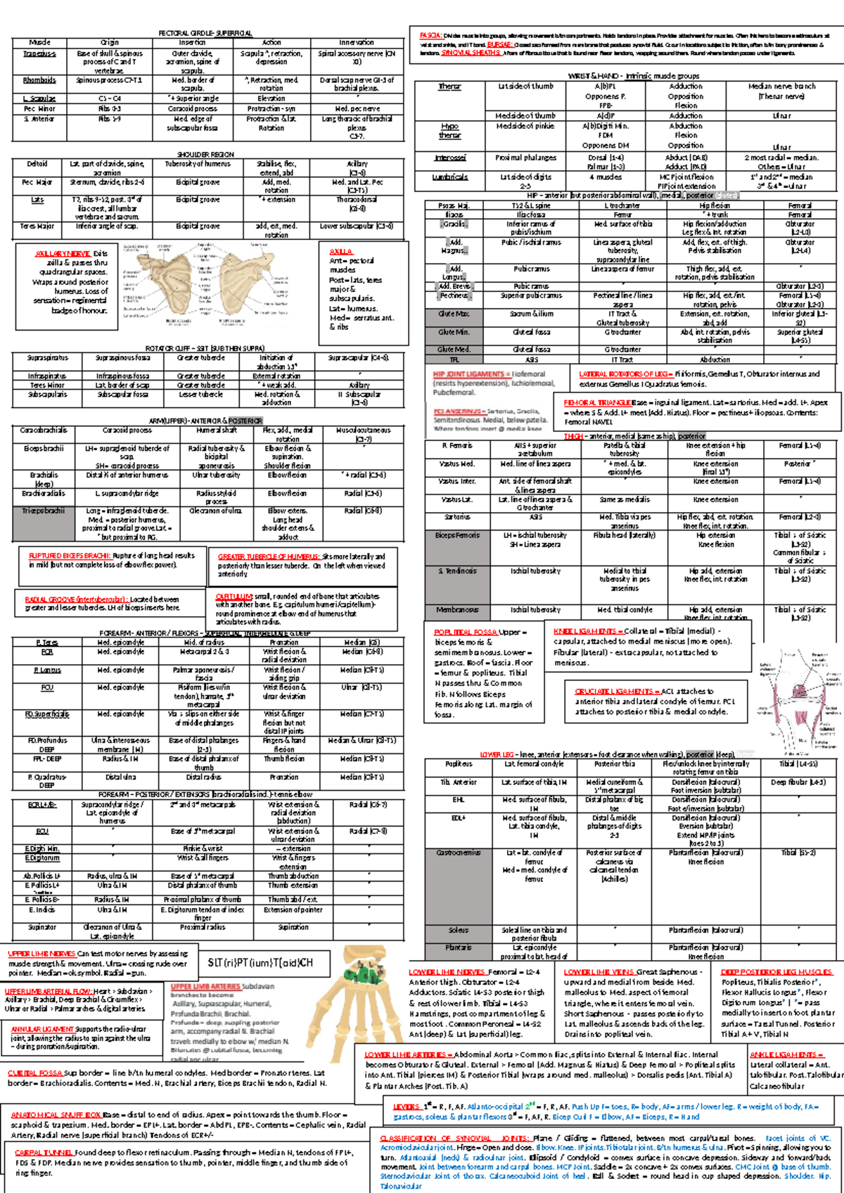 HUBS1109 Cheat Sheet for Final Exam: Anatomy Focus and Key Points - Studocu