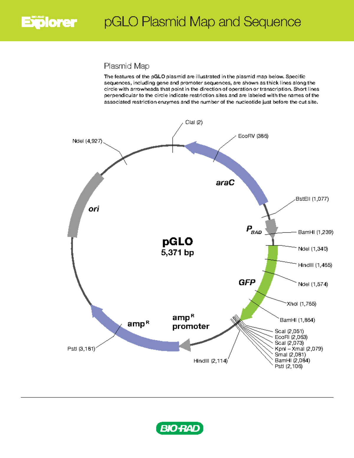 pGLO Vector Enzyme Sites - Plasmid Map Analysis for BIO-RAD - Studocu