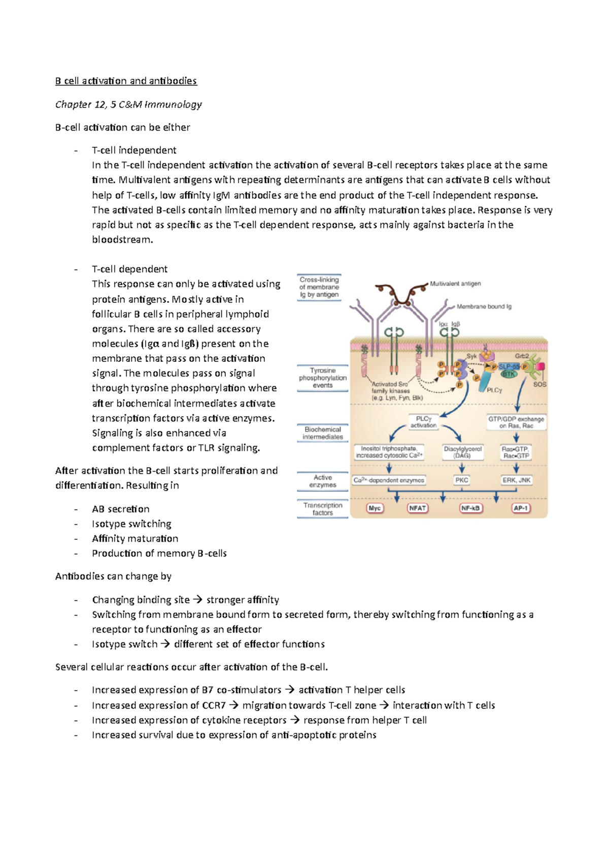 B Cell Activation & Antibody Production: Chapter 12 C&M Immunology ...