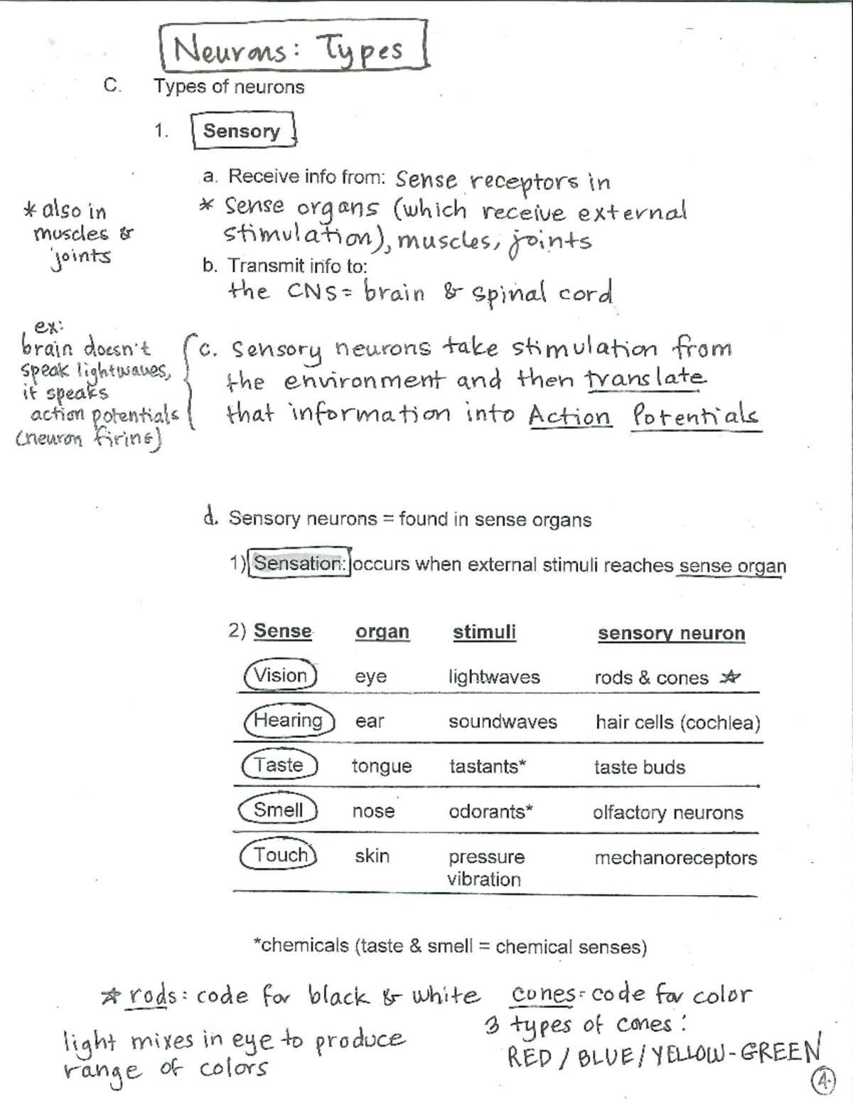 Final Exam Review Notes for PSY 101: Neurons and Their Functions - Studocu