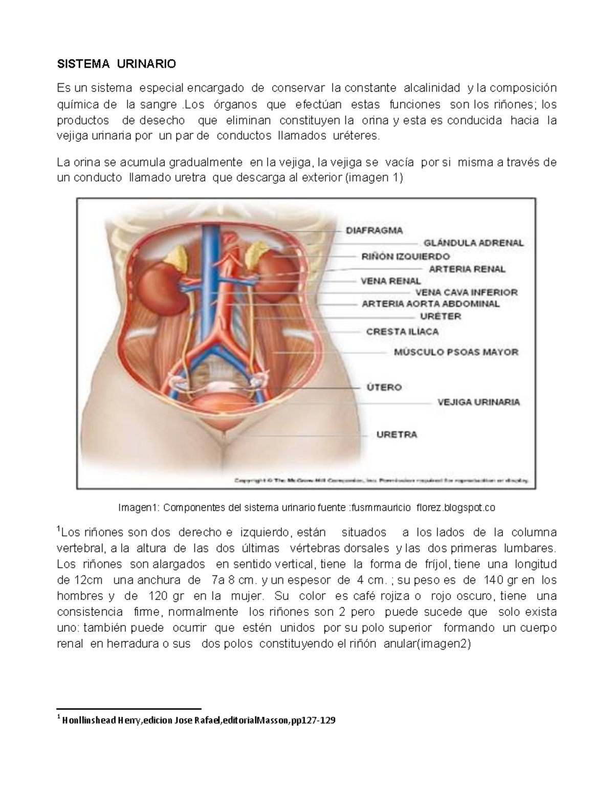 Anatomía del Sistema Urinario - Universidad Veracruzana - Document Preview