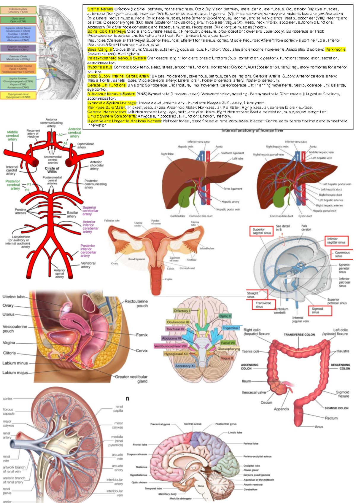 Anatomy Cheat Sheet: Cranial Nerves, Pathways, and Functions - Studocu