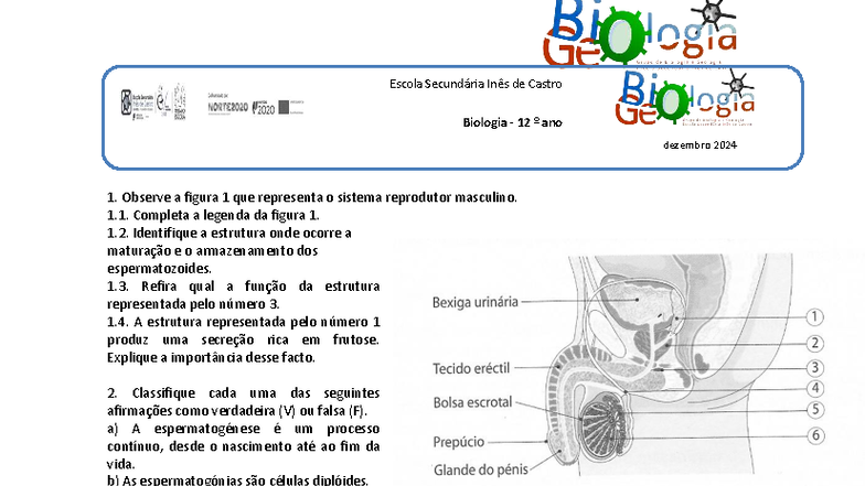 Sistema Reprodutor Masculino: Análise e Questões (Biologia 12º ano ...