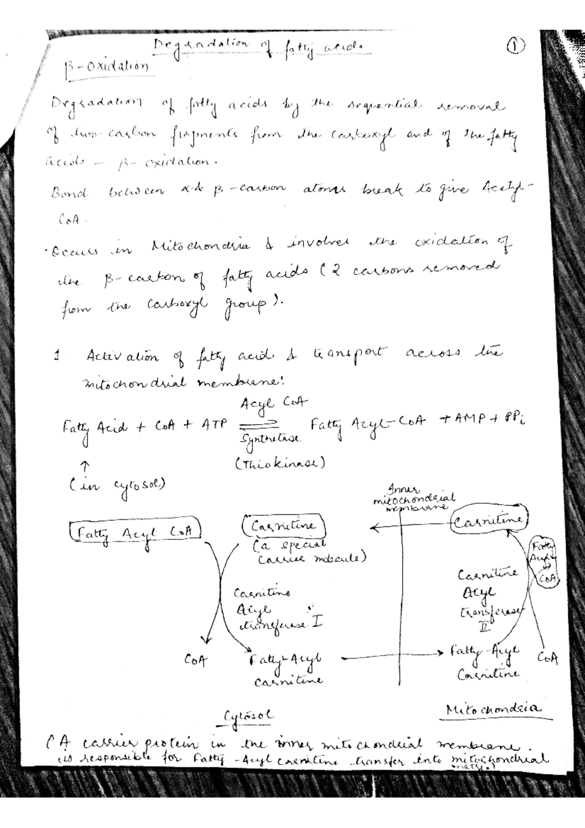 Fatty acid oxidation - Degradation of fatty and. 1 oxidation ...