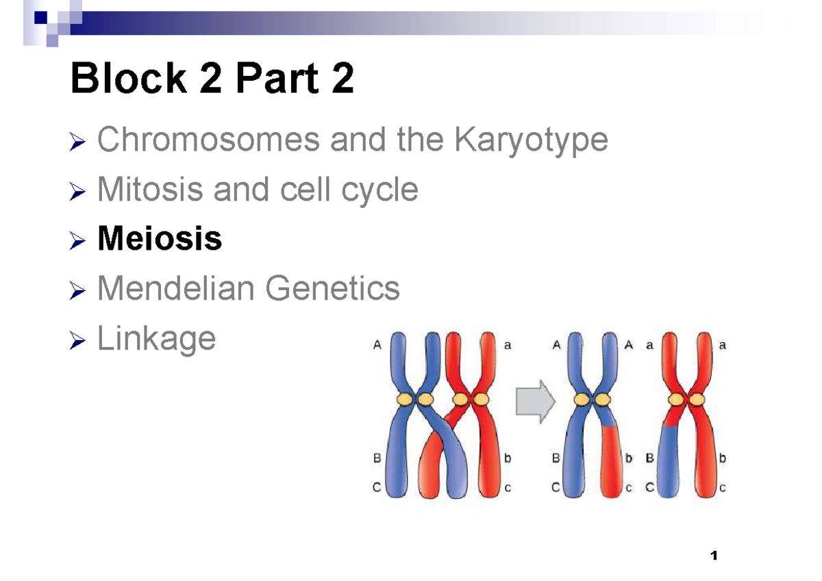 Biology 101: Meiosis and Genetics Lecture Notes - Studocu