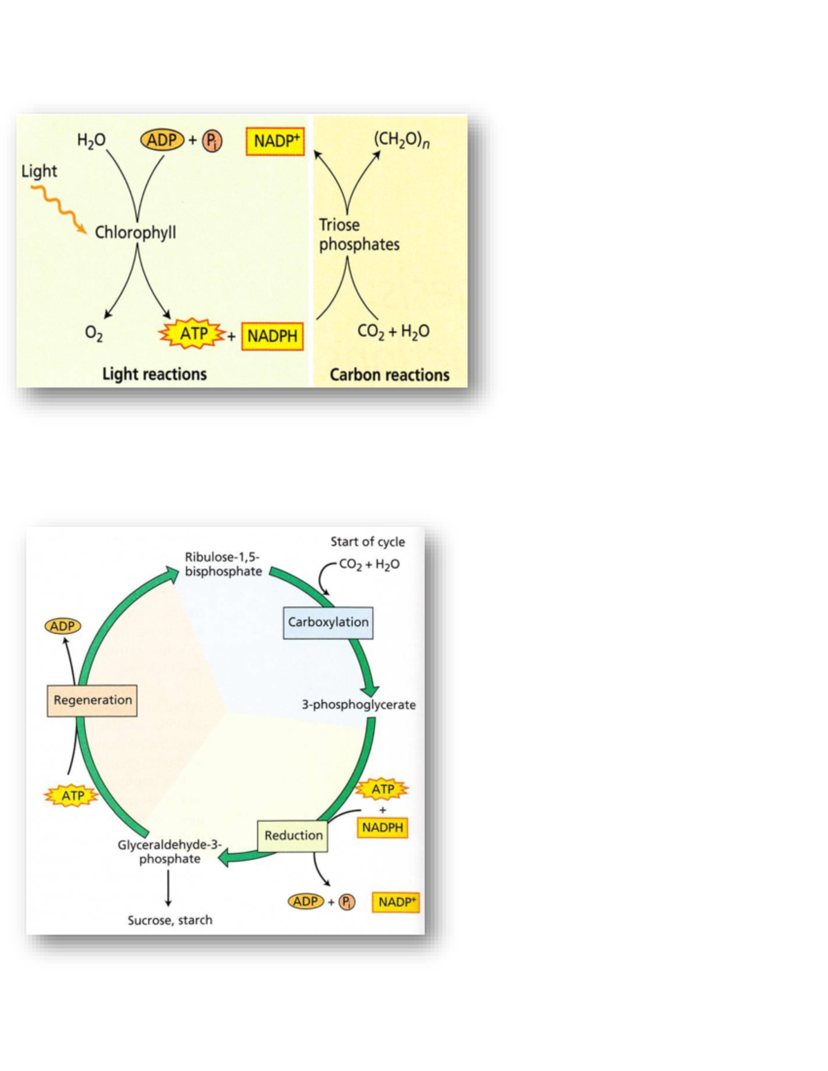 App 414 Test 3 - Photosynthesis Mechanisms and Light Reactions - Studocu