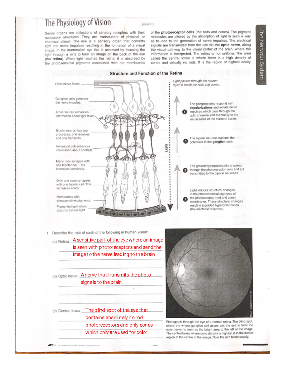 Eye Physiology Overview - Course Code: KAI 101 - Key Concepts - Studocu