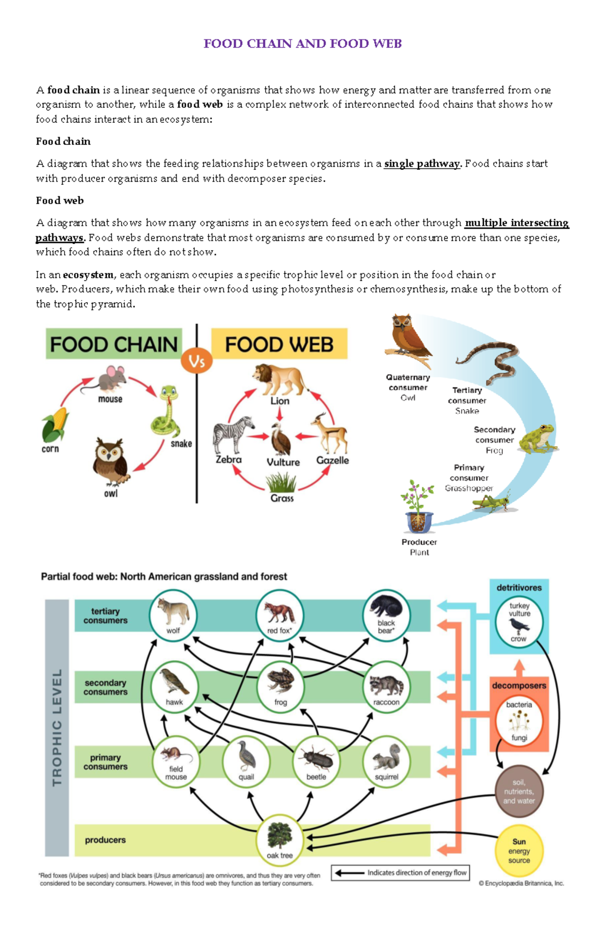 FOOD CHAIN & FOOD WEB: Understanding Ecosystem Dynamics - Studocu