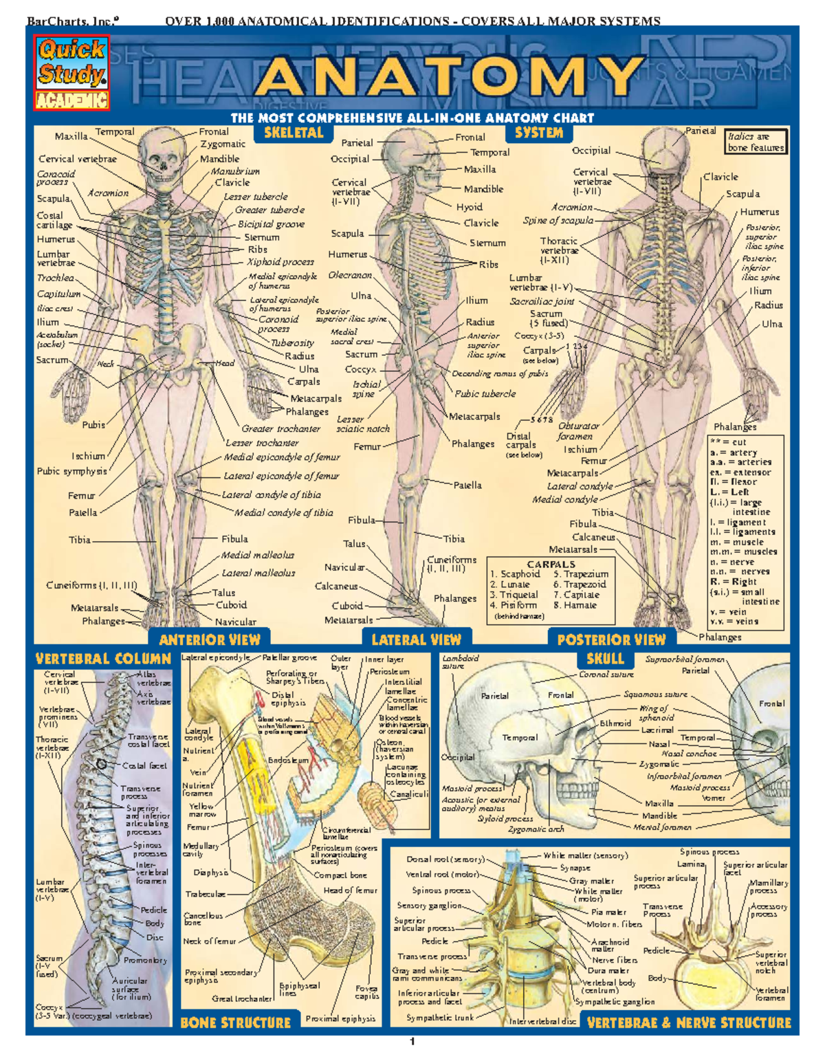 Anatomy Overview: Comprehensive Guide (BarCharts, Inc.) - Studocu