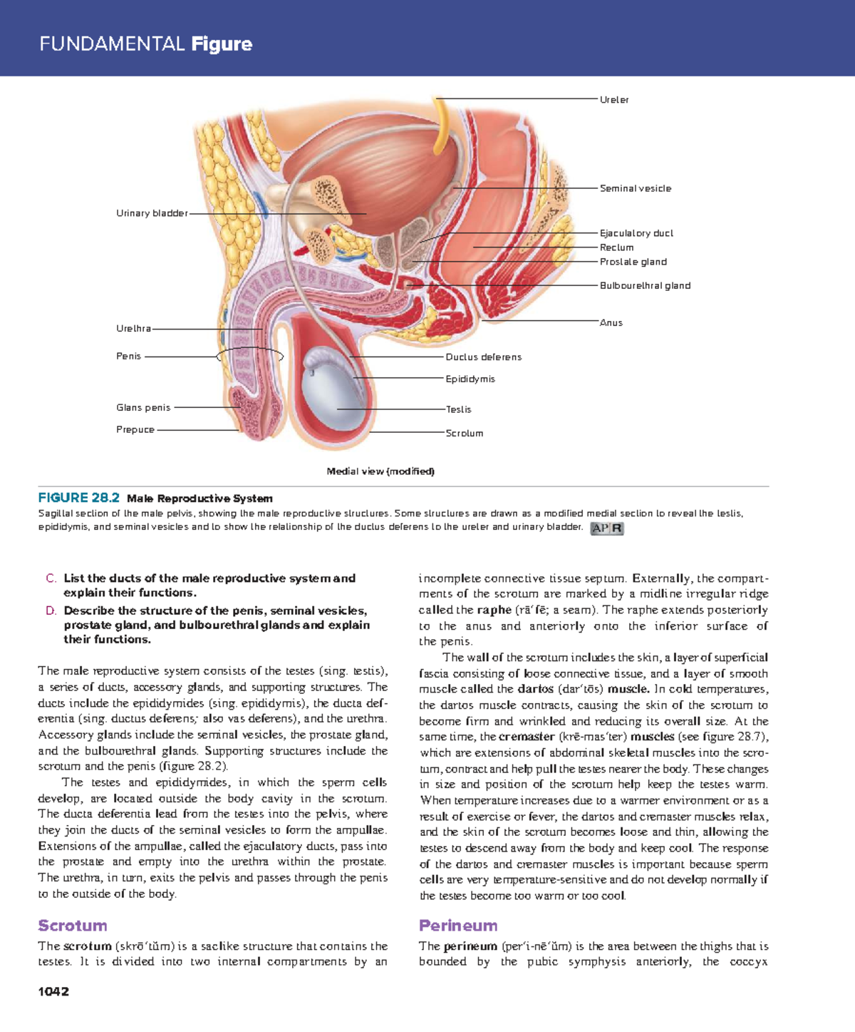 Anatomy & Physiology of Male Reproductive System (BIO 101) - Studocu