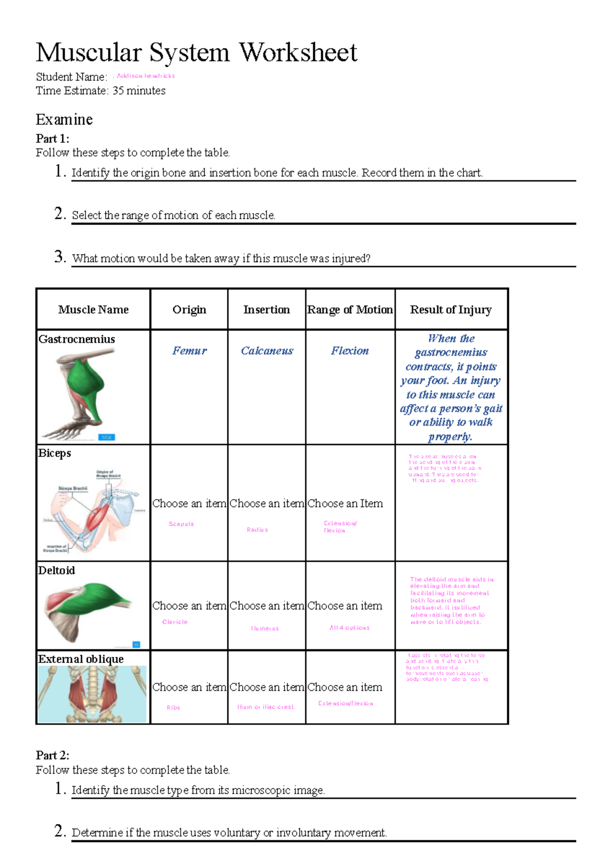 Muscular System Worksheet: Anatomy & Function Analysis - Studocu