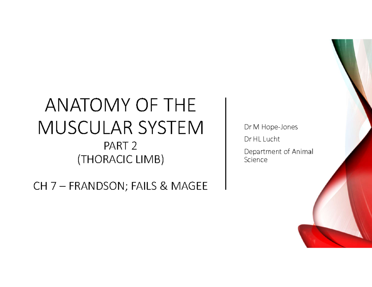 DAF200 Anatomy of the muscular system Part 2 - ANATOMY OF THE MUSCULAR ...