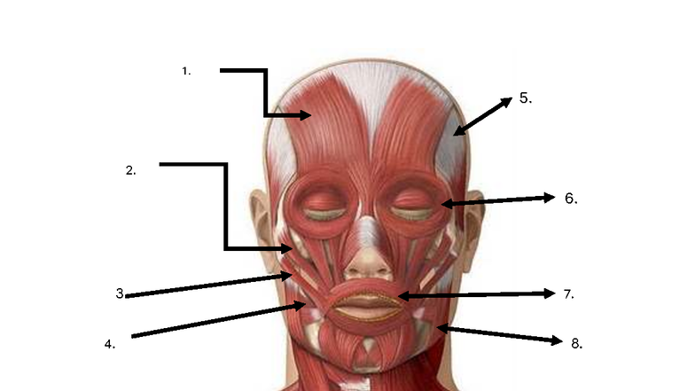 Human Anatomy Practicals Moving EXAM - Anatomy and Physiology - Muscles ...