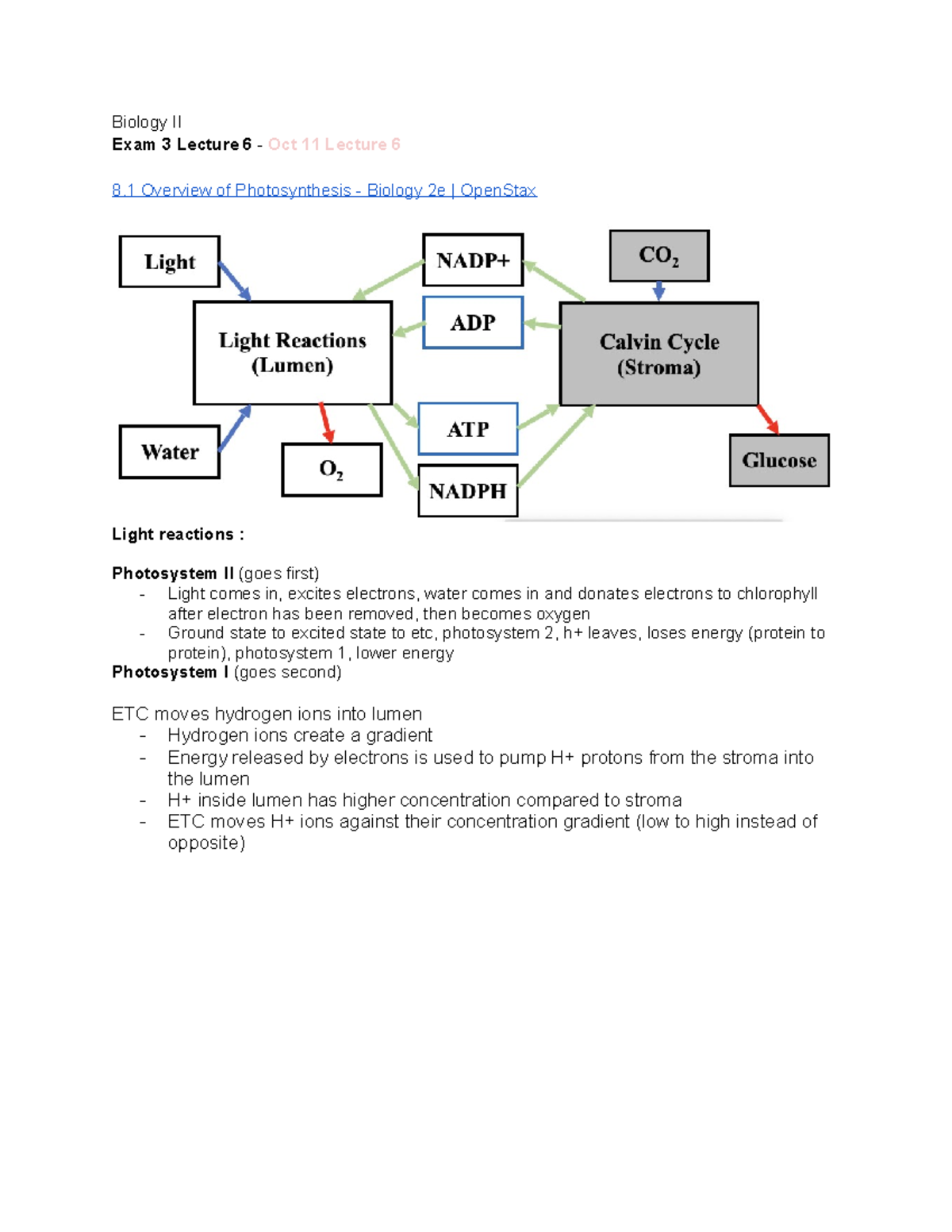 Biology II Exam 3 Lecture 6 Notes on Photosynthesis Concepts - Studocu