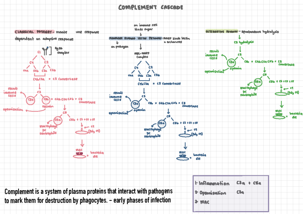 Complement Cascade Diagram - Complement is a system of plasma proteins ...