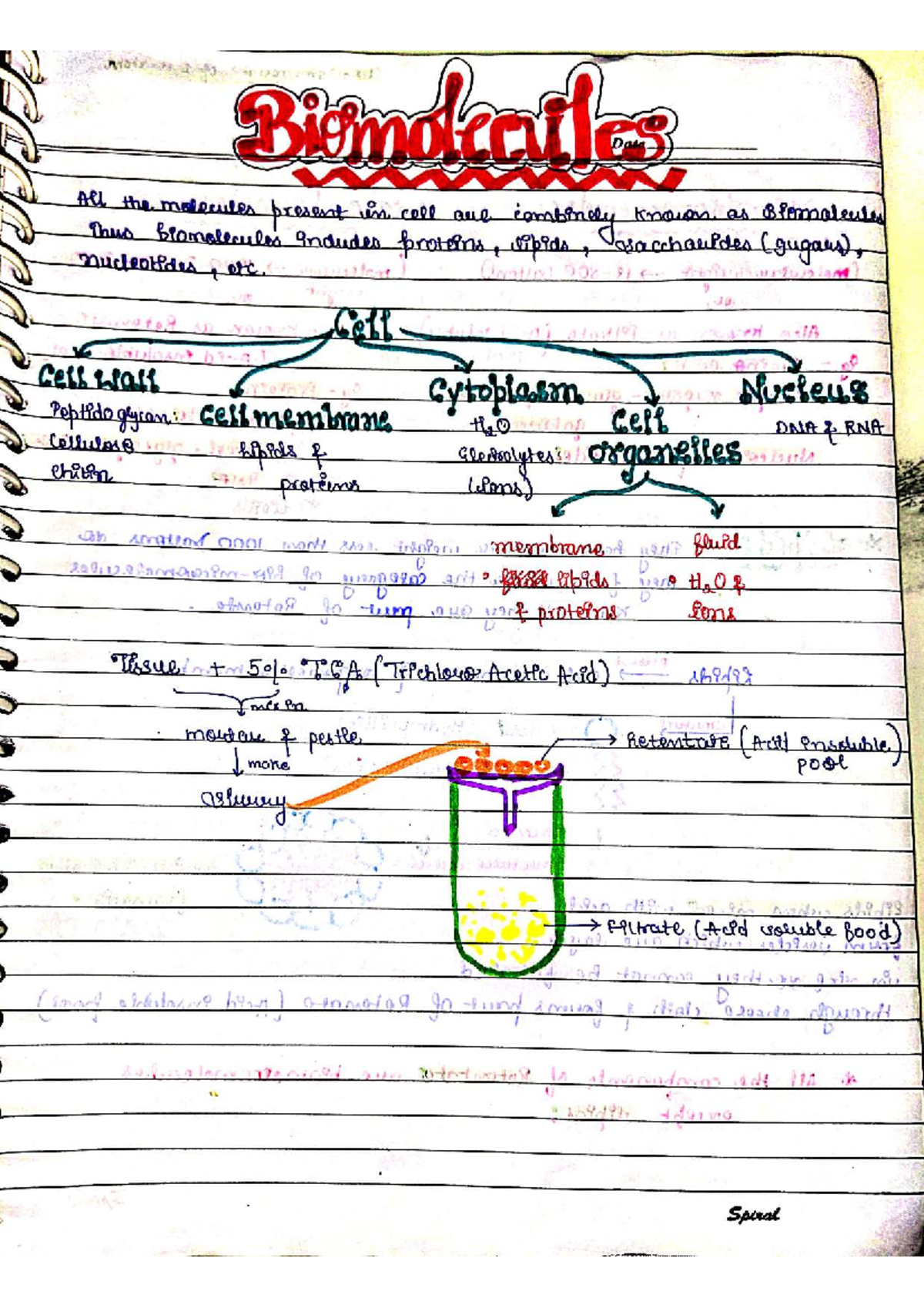 Biomolecules Overview: Key Concepts and Class Notes (Course Code ...