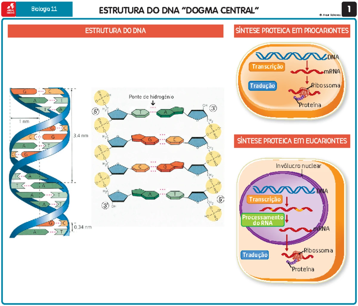 5-Diferenciação celular - Clonagem - e Biologia 11 DIFERENCIAÇÃO ...
