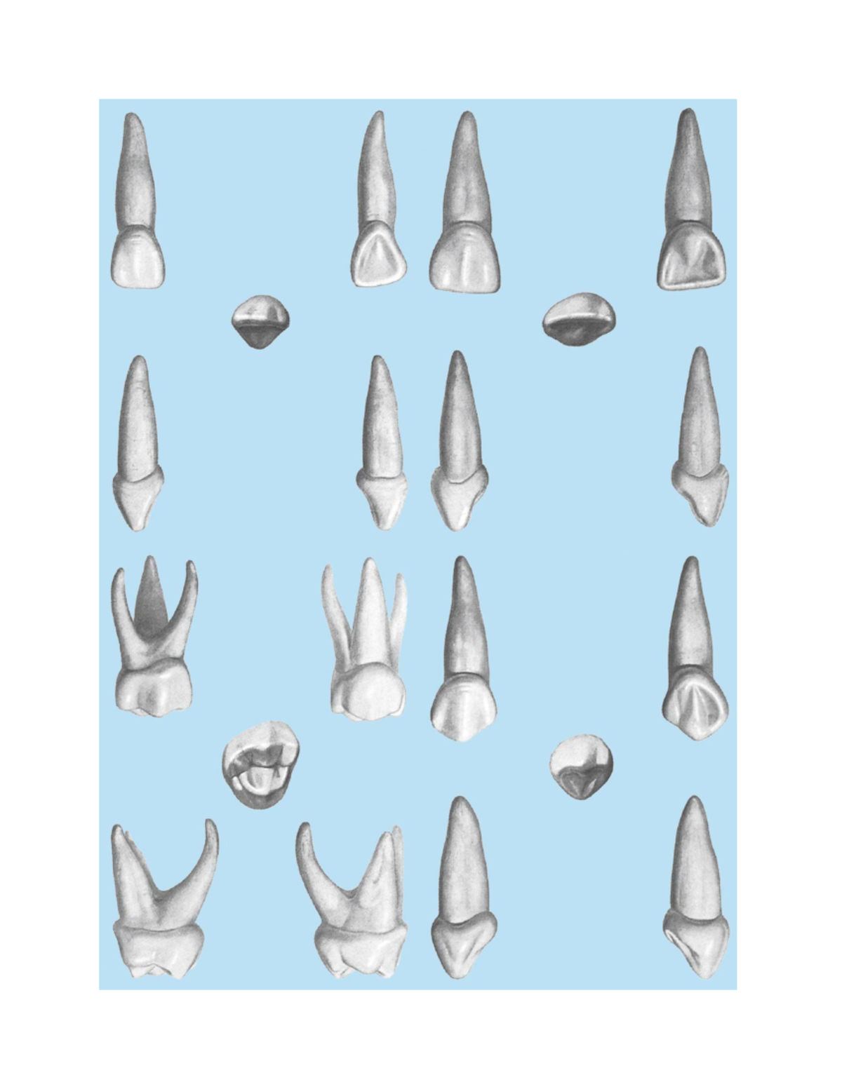 Primary Teeth Flashcard Study Guide for Dental Students - Studocu