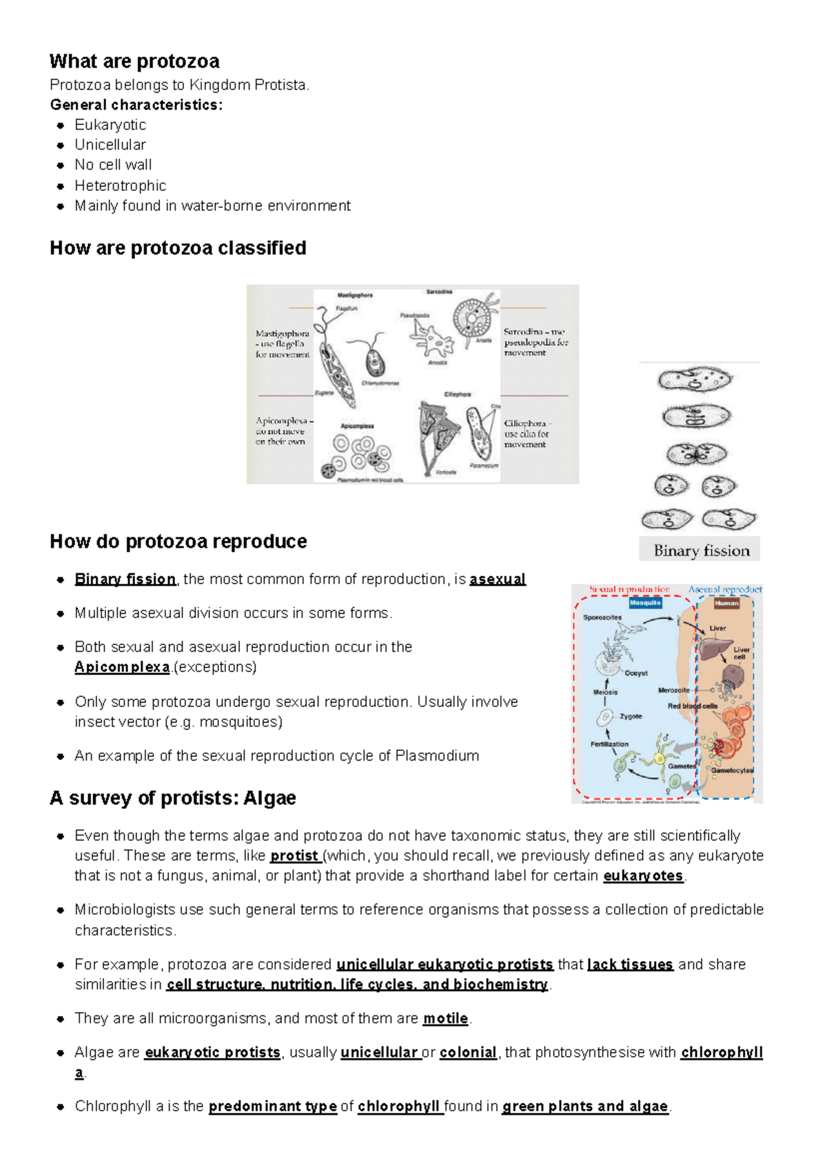 A221 L12 Overview of Protozoa and Algae Characteristics - Studocu