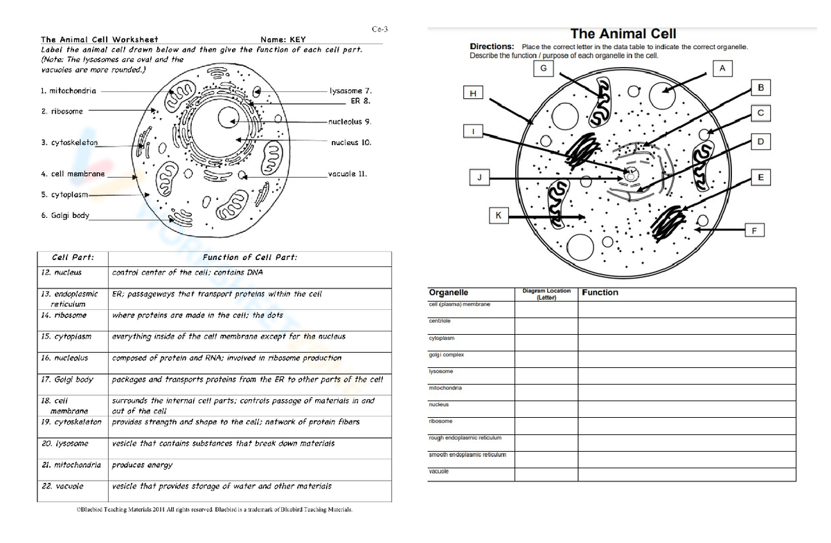 Cell parts - ABOUT CYCLE OFCELL - The Animal Cell The Animal Cell ...