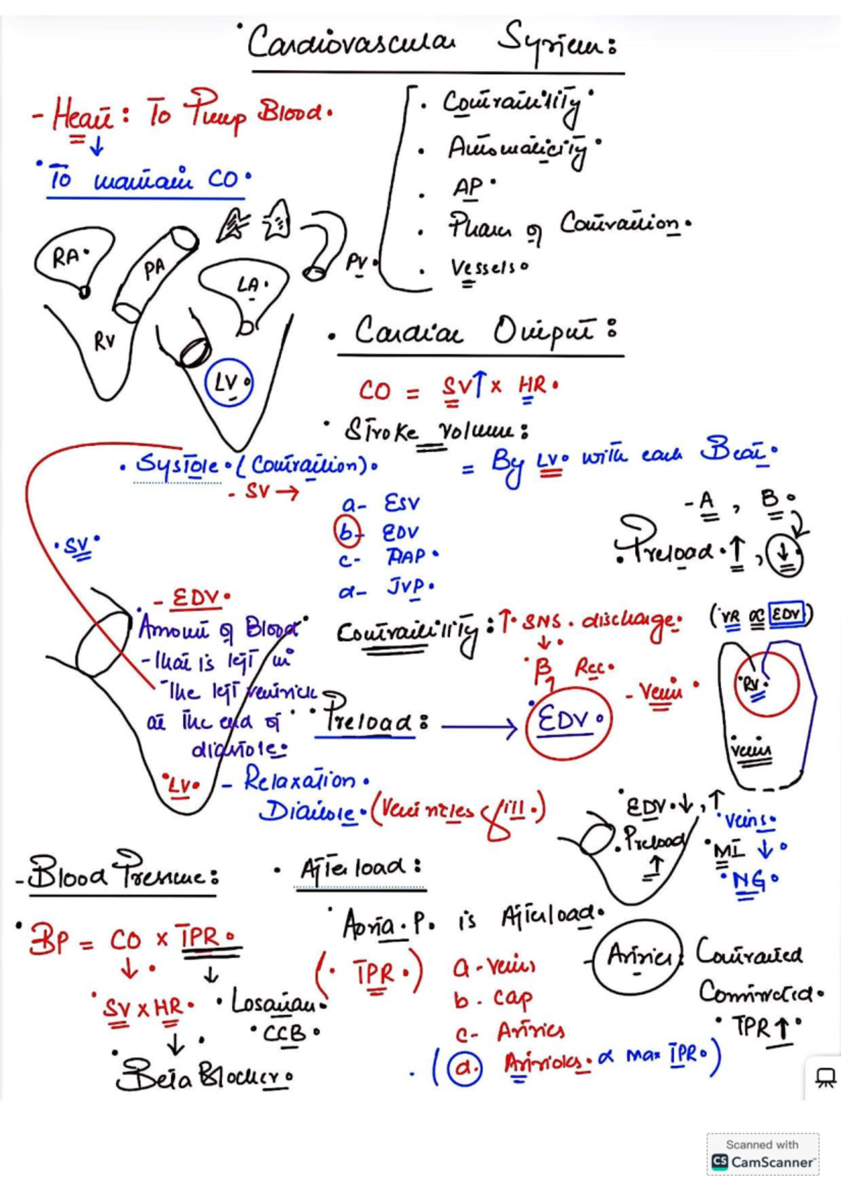 CVS Physiology Notes: Understanding Cardiac Function and Blood Flow ...