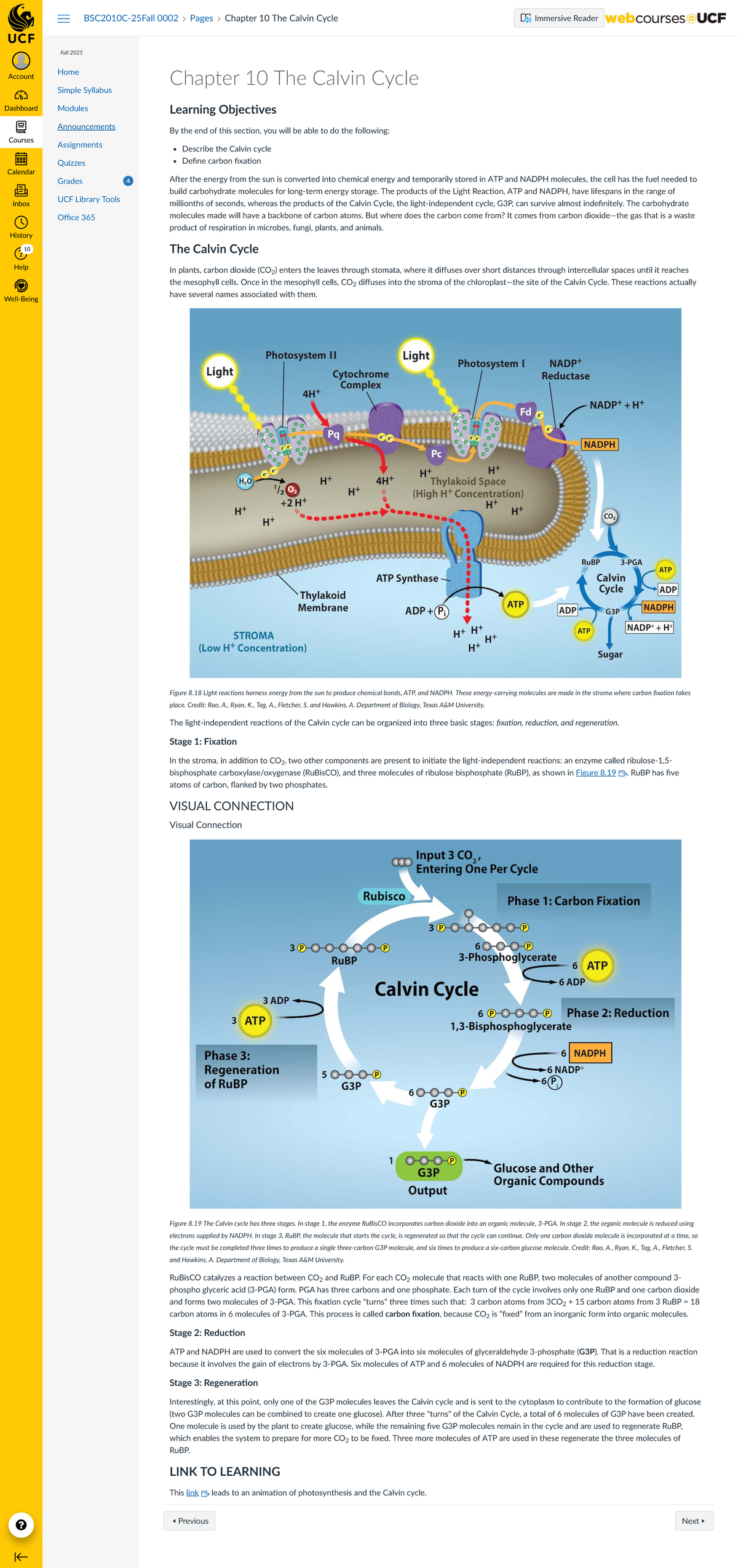 Chapter 10: Understanding the Calvin Cycle in Photosynthesis (BSC2010C ...