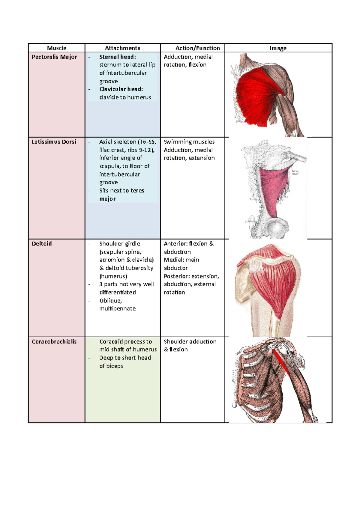 Muscle table - Thank You for Your Support! This PDF document has been ...