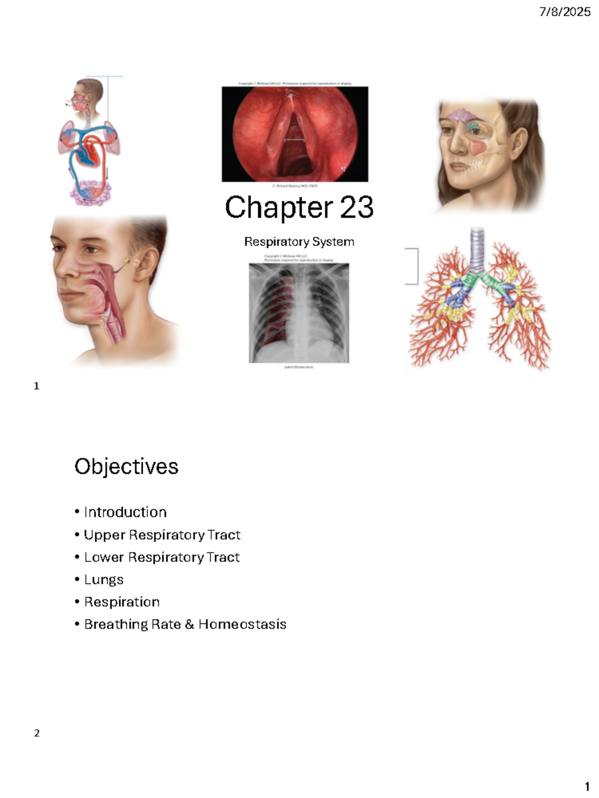 Chapter 23: Respiratory System Overview & Key Concepts - Studocu