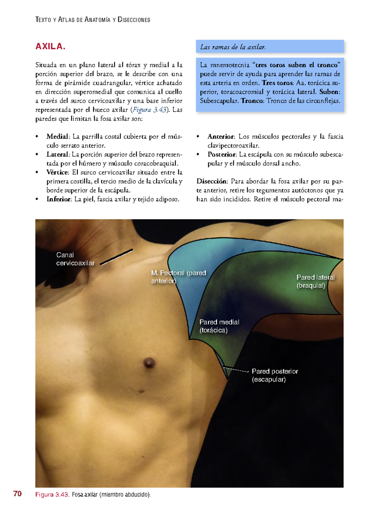 Anatomía De La Disección Axilar