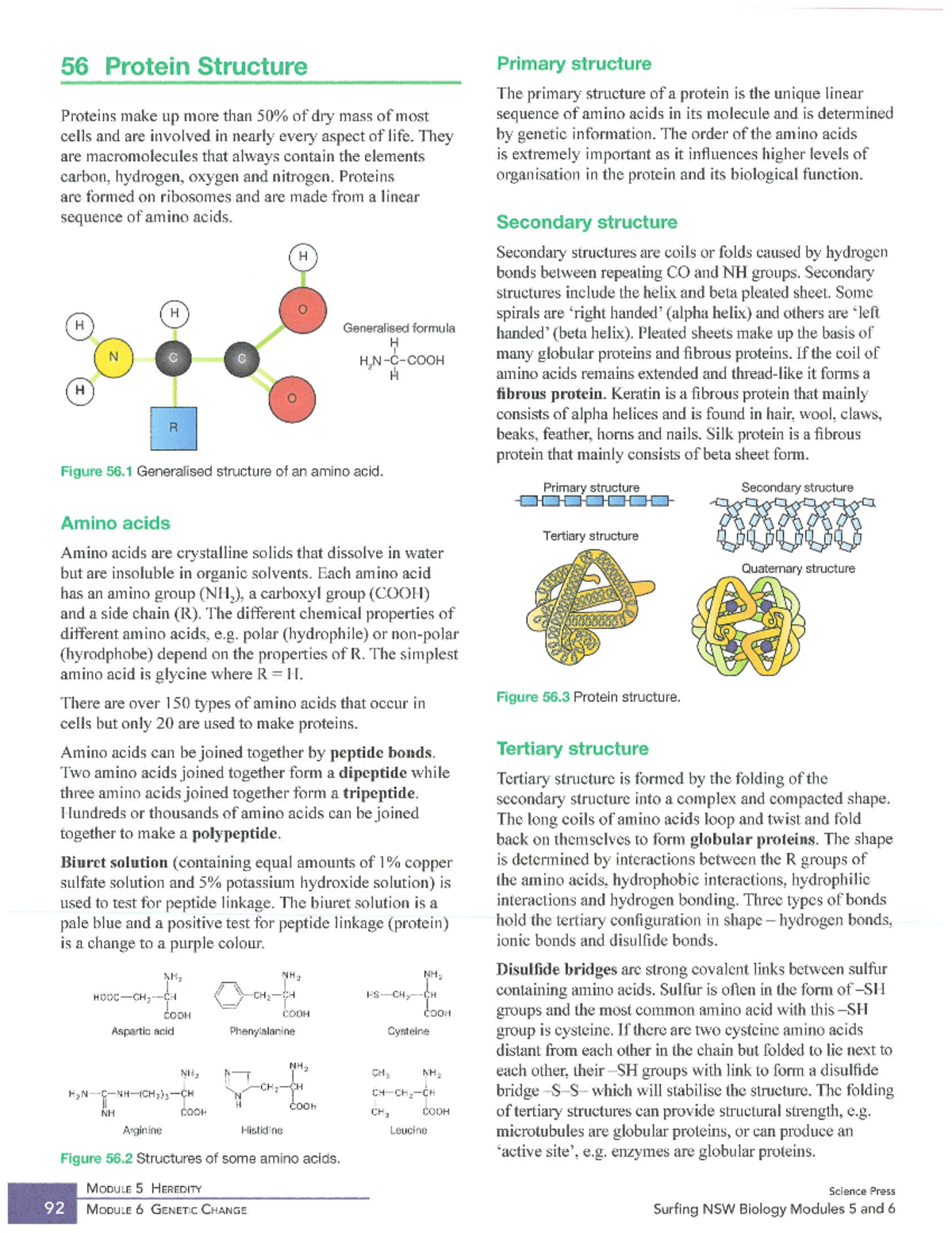 5.3C - Detailed Overview of Protein Structure and Function - Studocu