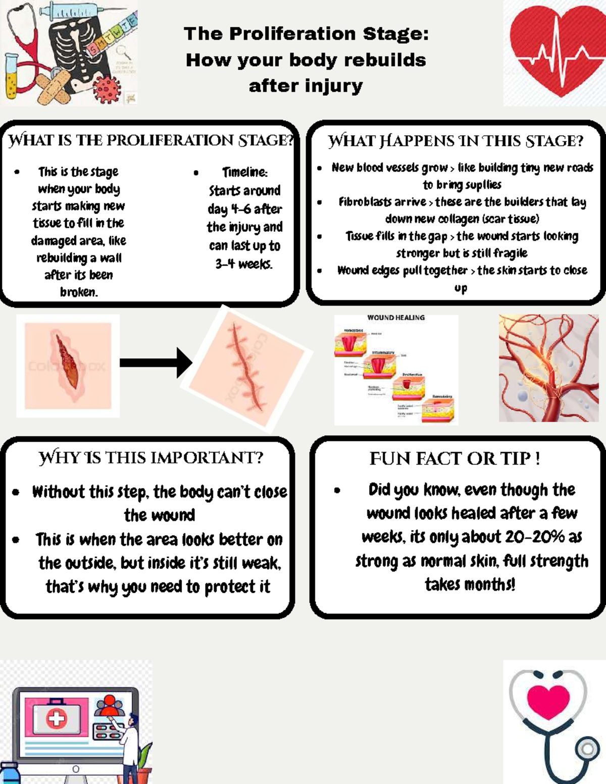 View of The Proliferation Stage: Facts & Details on Tissue Rebuilding After ...