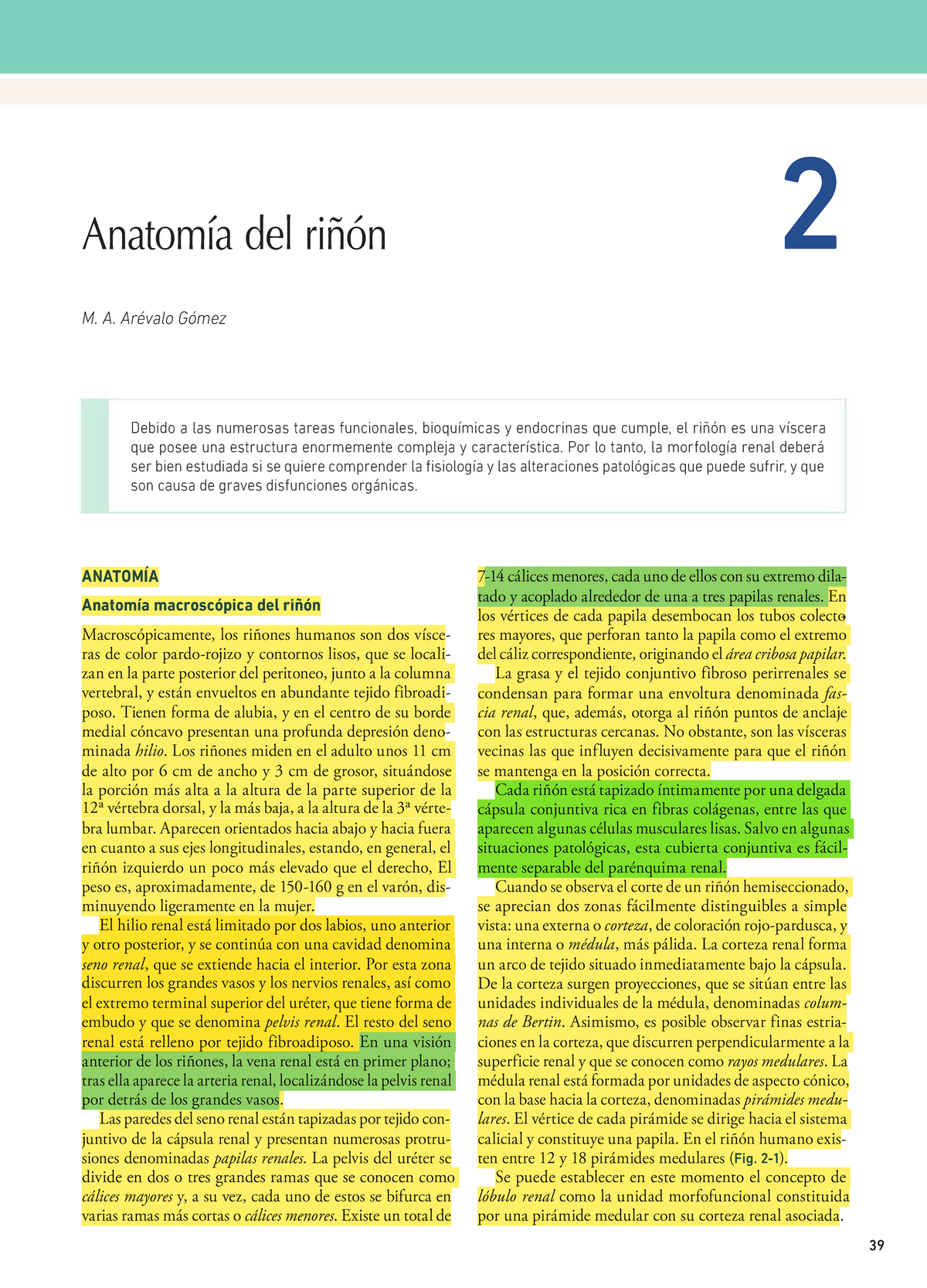 Anatomía del Riñón: Estructura y Funciones - G1G1df - Studocu