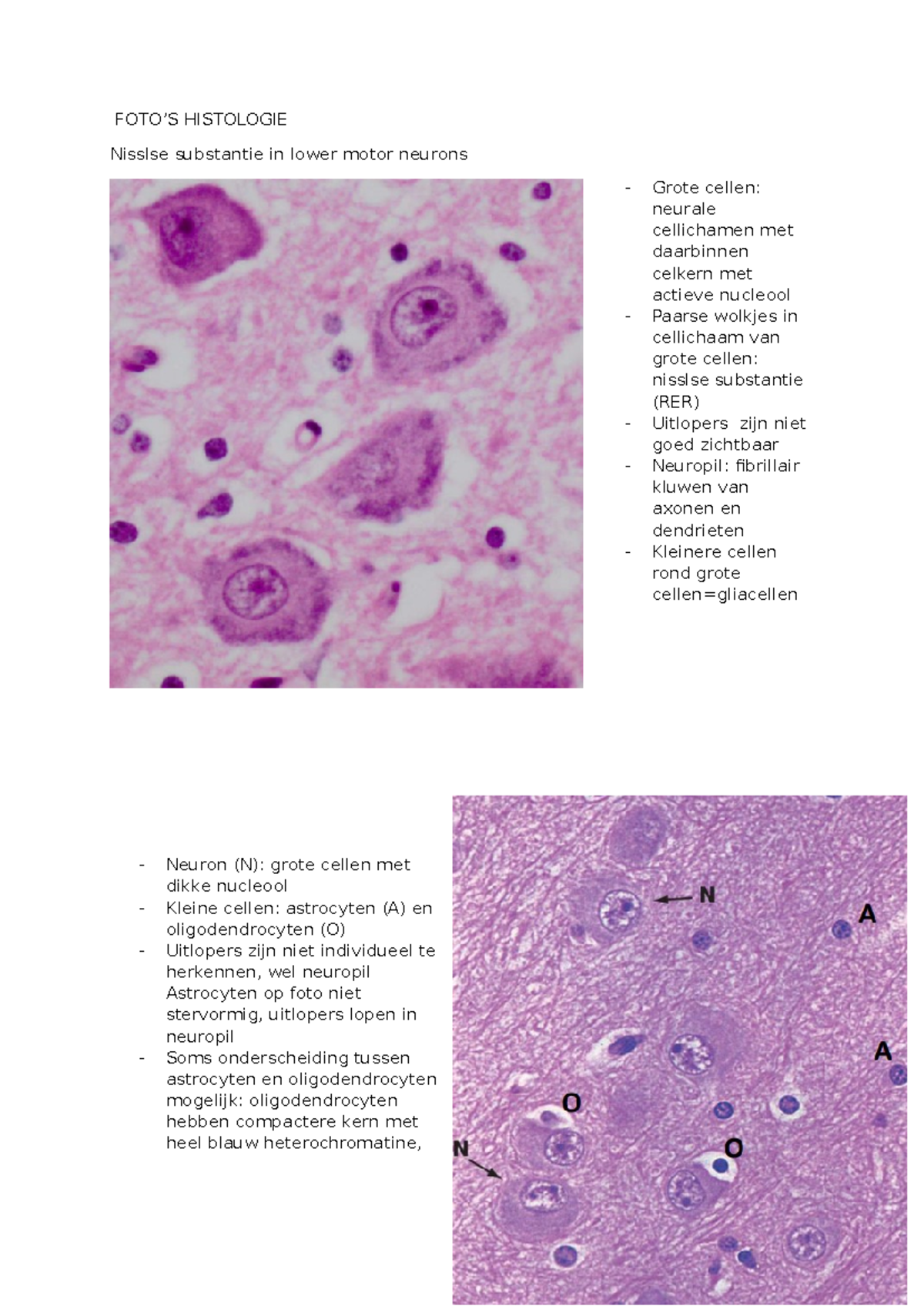 Histologie Van Het Ruggenmerg Print Pagina Anatomie
