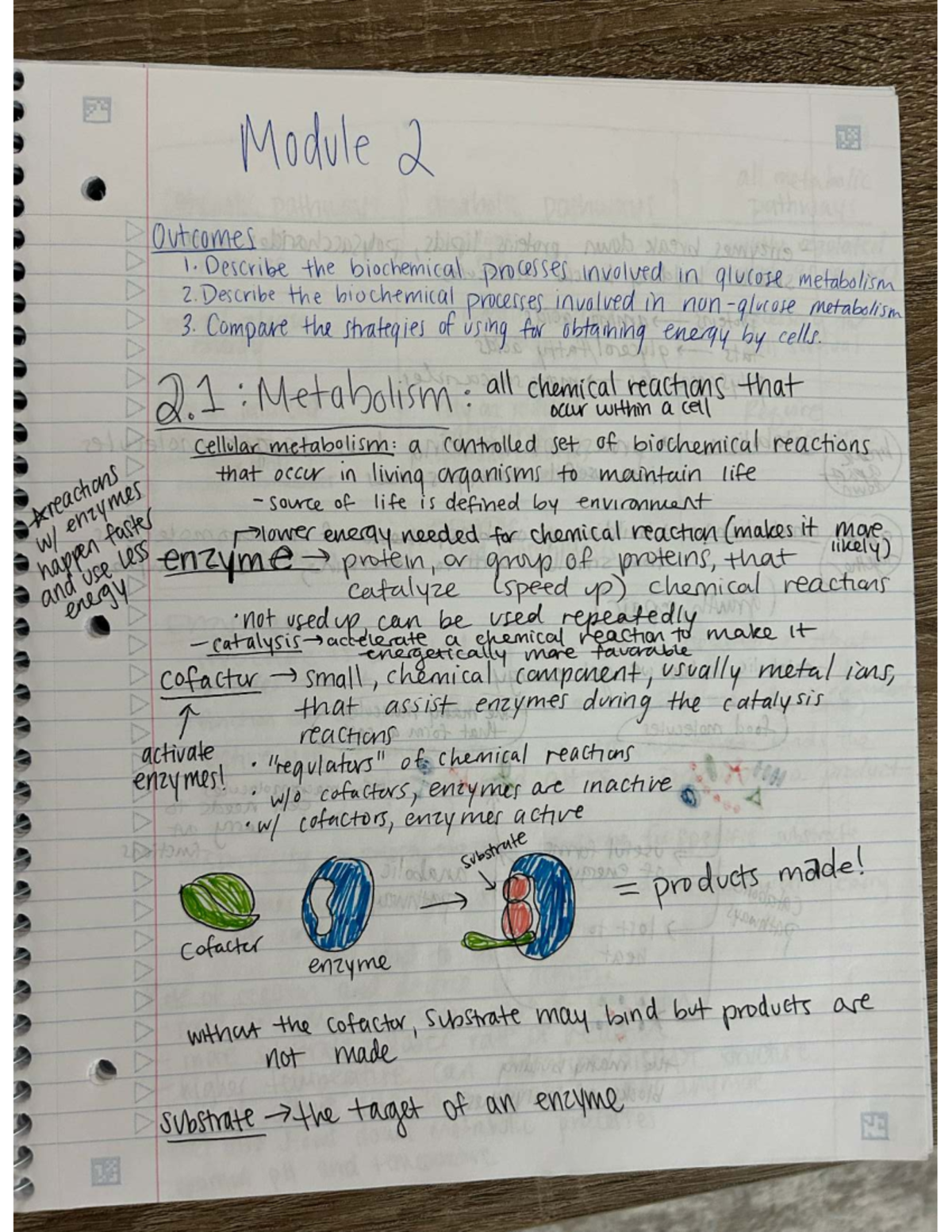 BIOD271 Module 2: Biochemical Processes in Metabolism Notes - Studocu