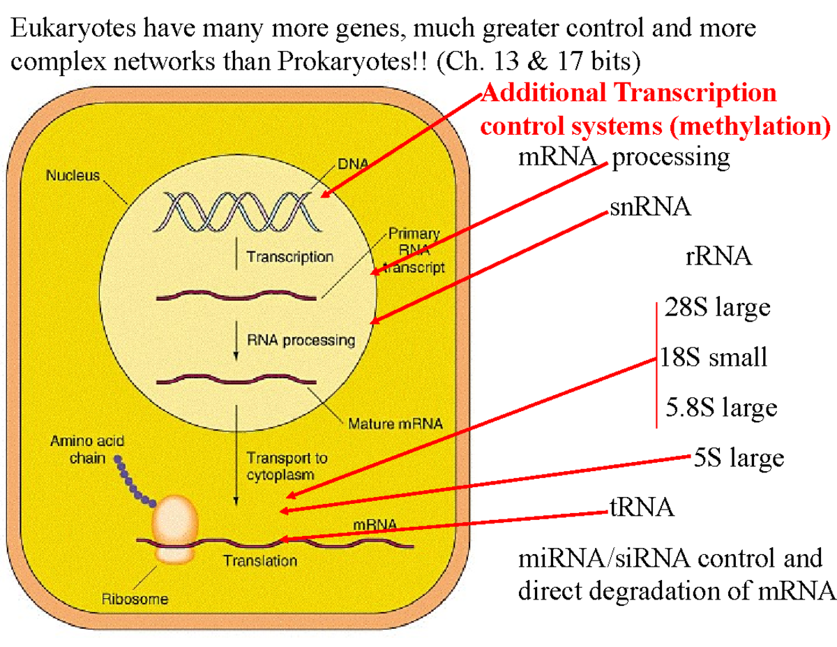 Eukaryote Transcription and Gene Control (1 slide per page) - mRNA ...