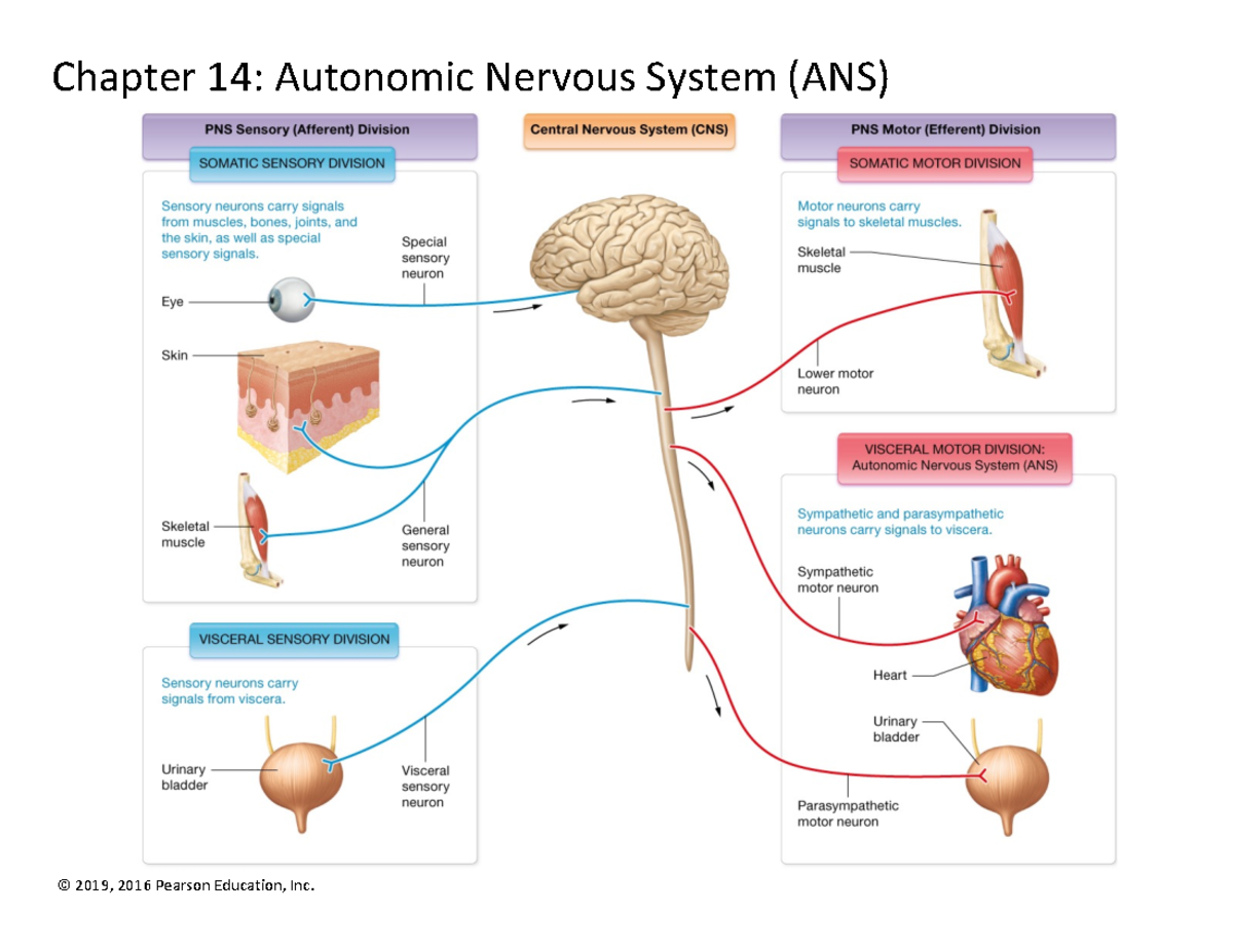 Chapter+14+notes+%28large%29 - Chapter 14: Autonomic Nervous System ...