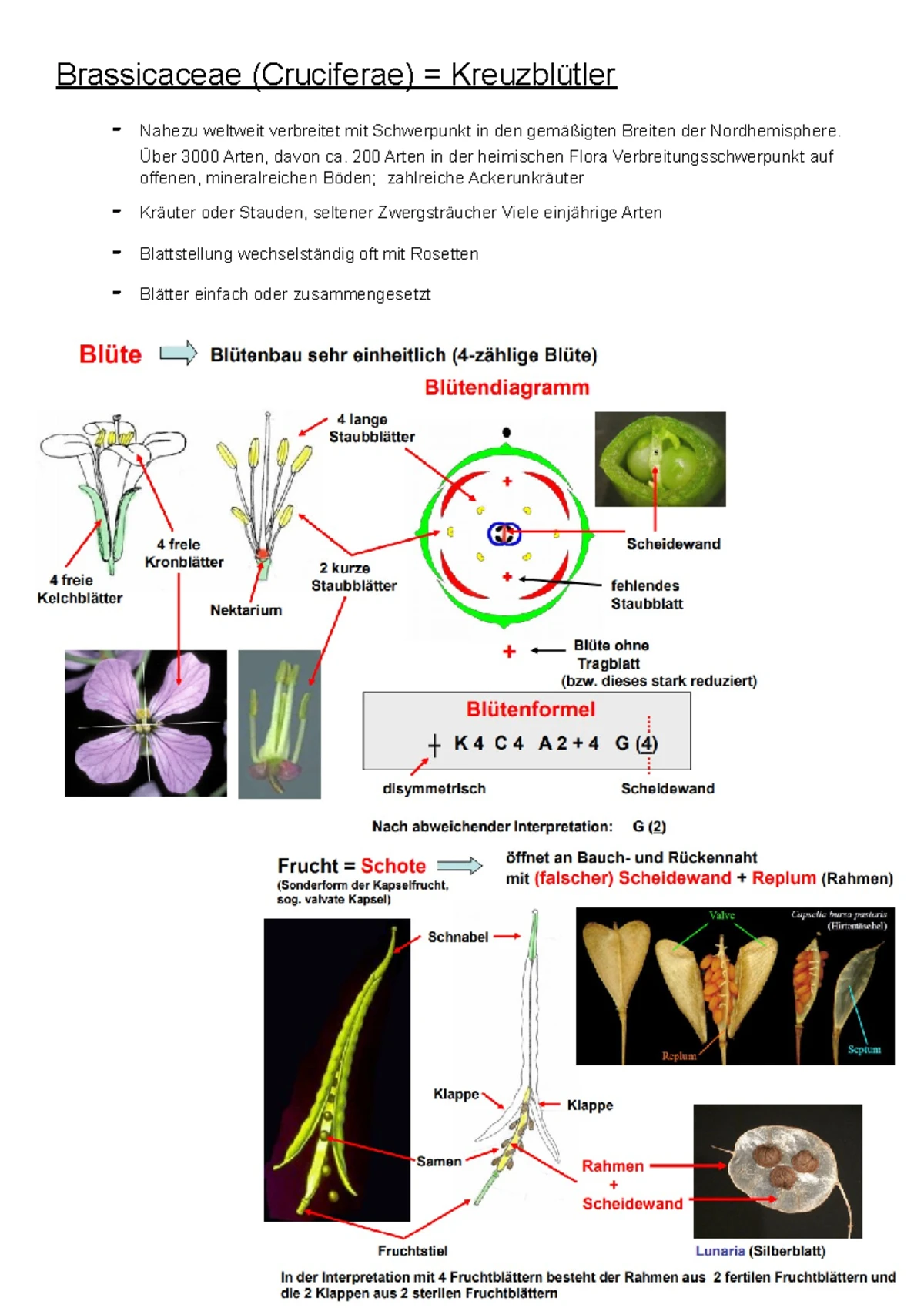 Botanik-Zusammenfassung: Monokotyle und Dikotyle Pflanzen Morphologie