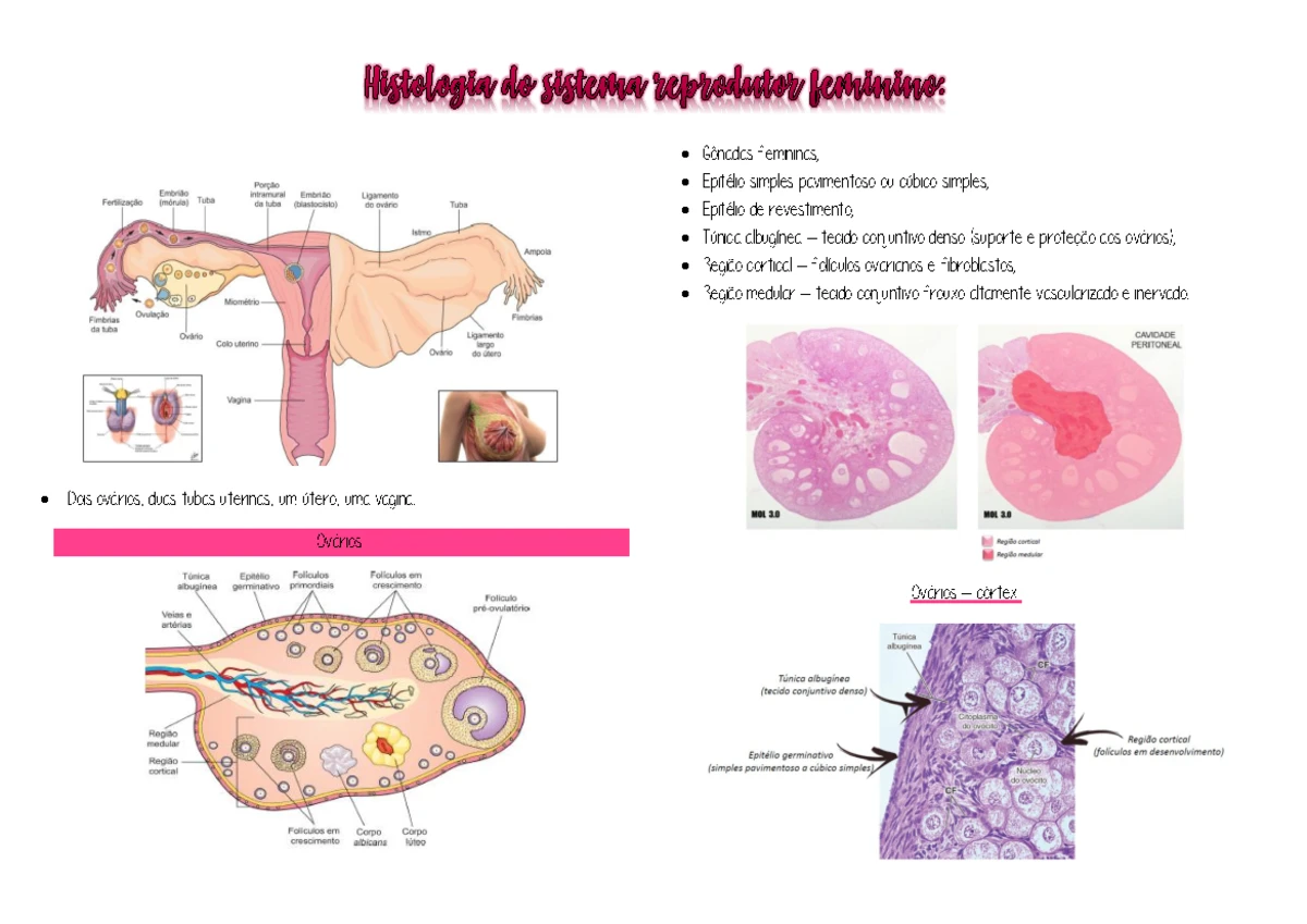 Histologia Do Ducto Deferente Rotulada HISTOLOGIA DO APARELHO