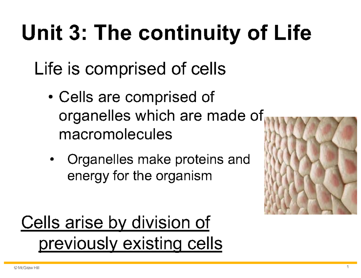 Mitosis and Cell Cycle Overview: Study Guide for Bio 101 - Studocu