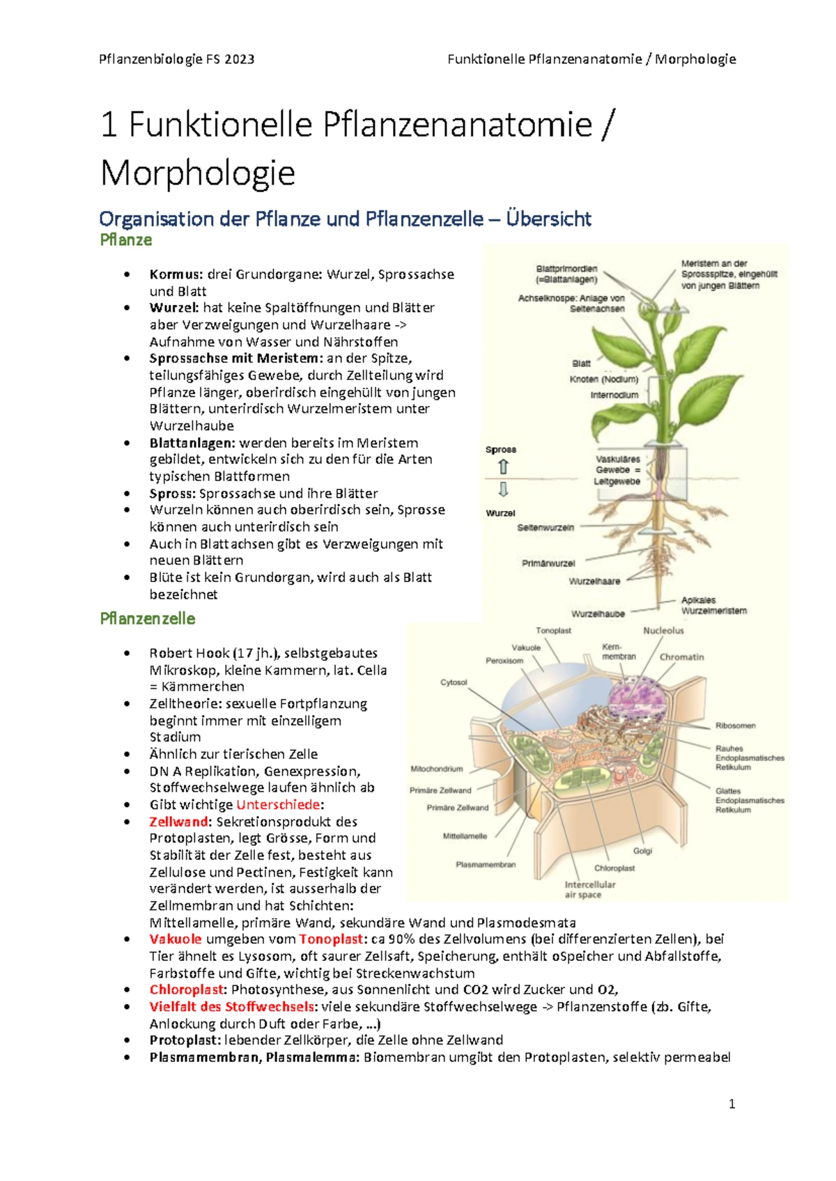 Lernzettel Anatomie der Pflanzen - Biologie Modul 2 Botanik Anatomie