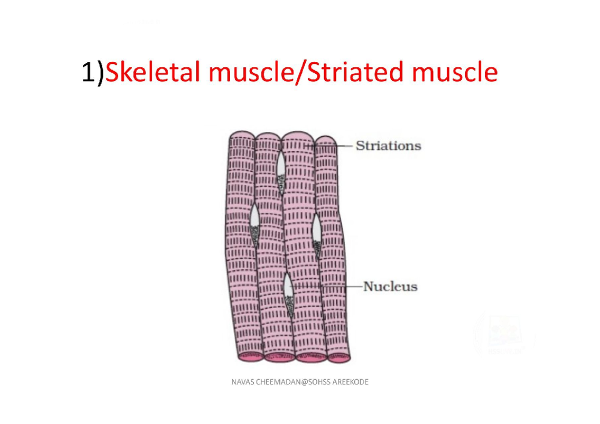 Practical Drawings of Muscle and Organ Structures - NAVAS AREEKODE ...