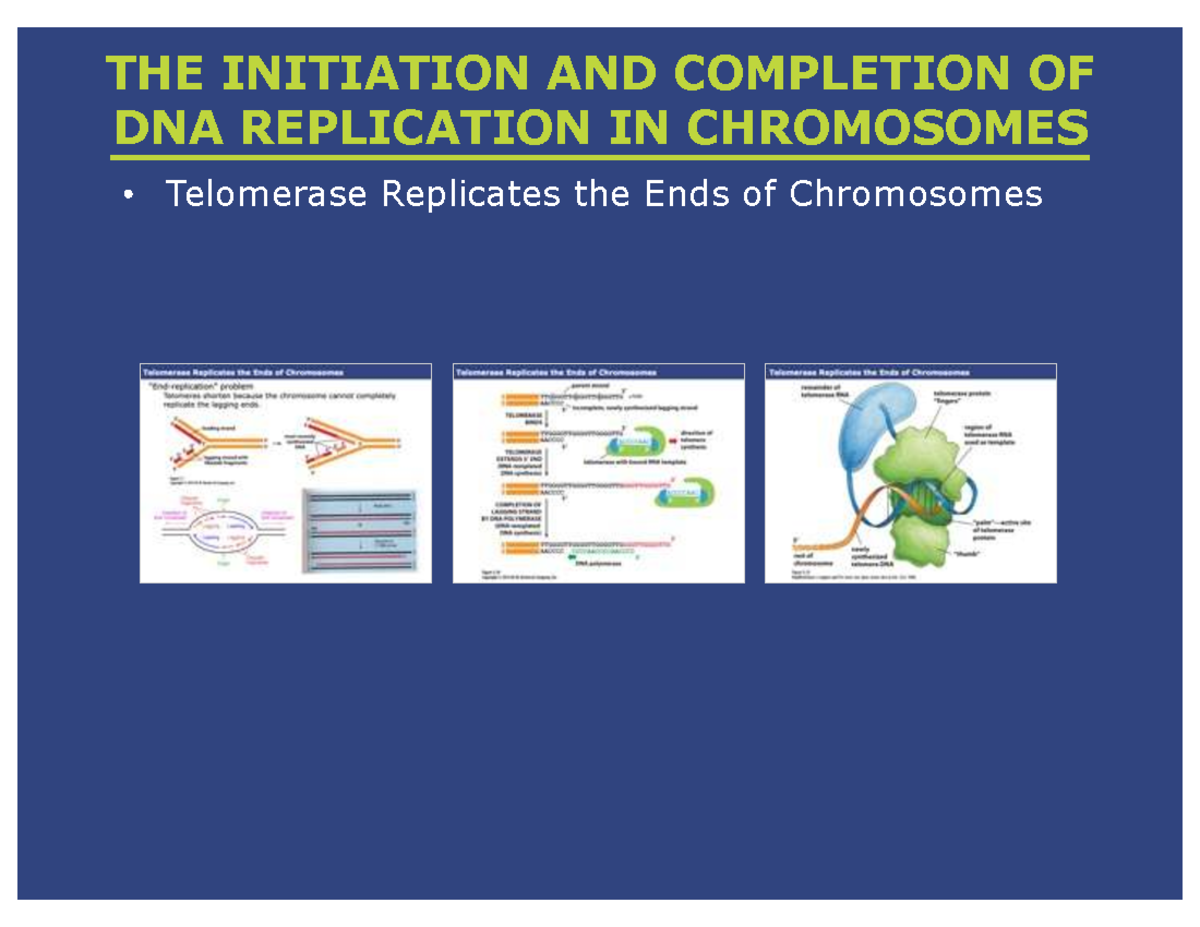 DNA Replication and Telomere Maintenance: Lecture 06 Notes - Studocu