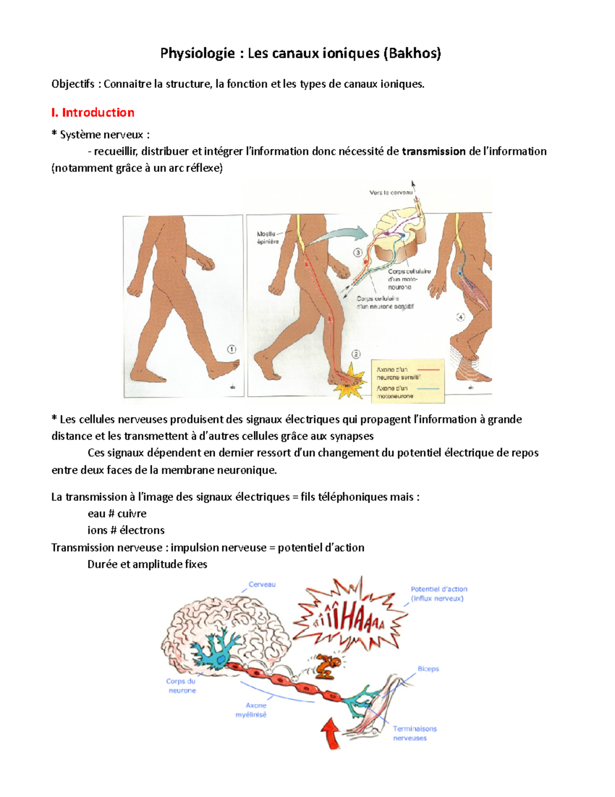 UE3 Cours 4 Physiologie Des Canaux Ionique Et Potentiel De Repos 