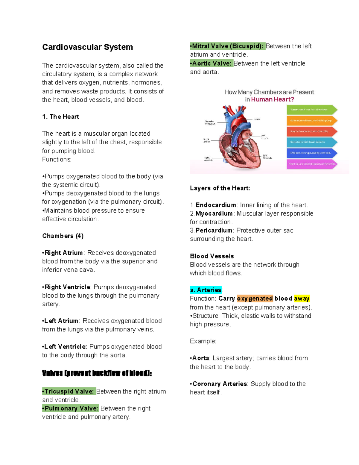 Cardiovascular System (BIO 101) Lecture Notes and Key Concepts - Studocu