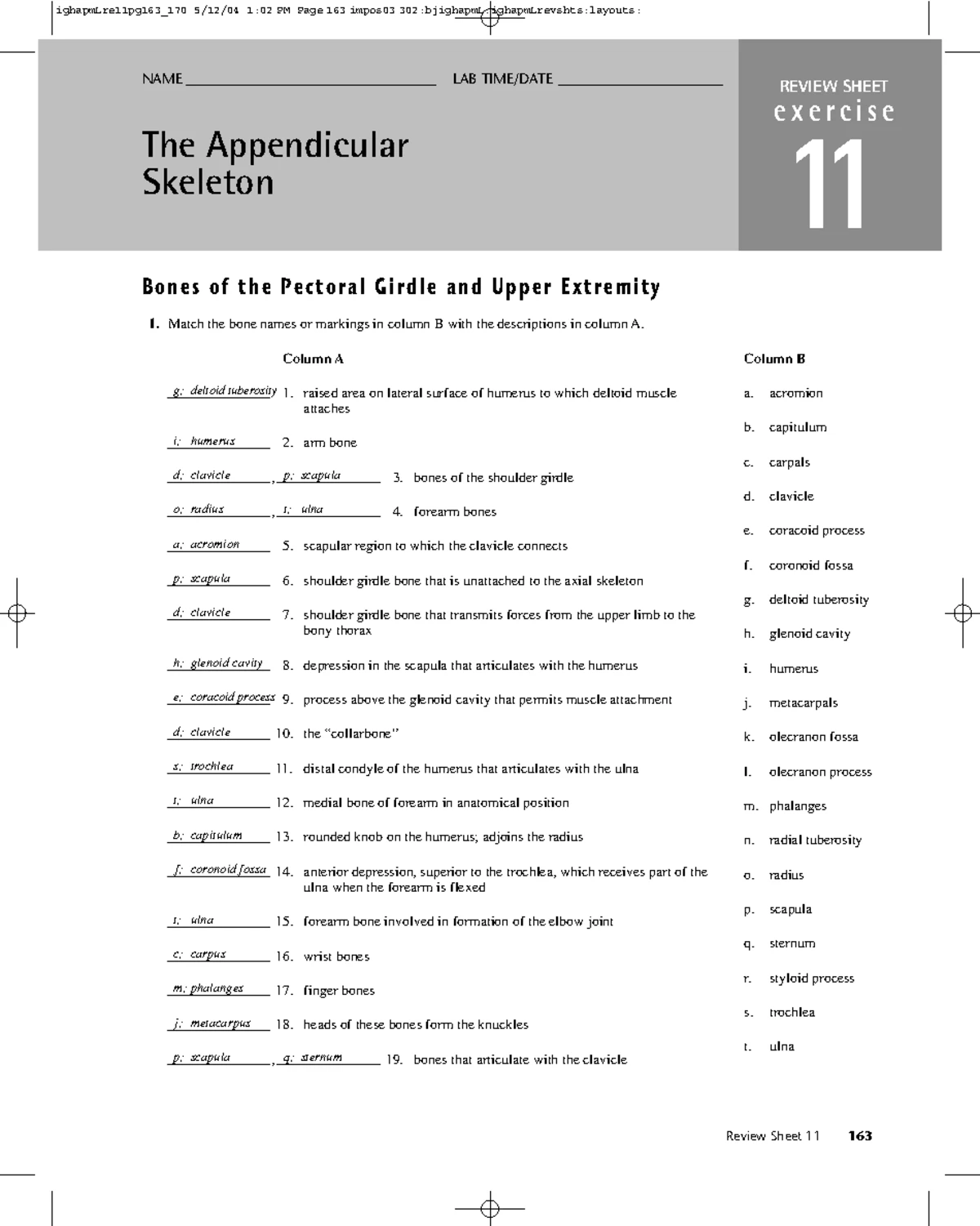 Appendicular - description - REVIEW SHEET exercise 11 The Appendicular ...