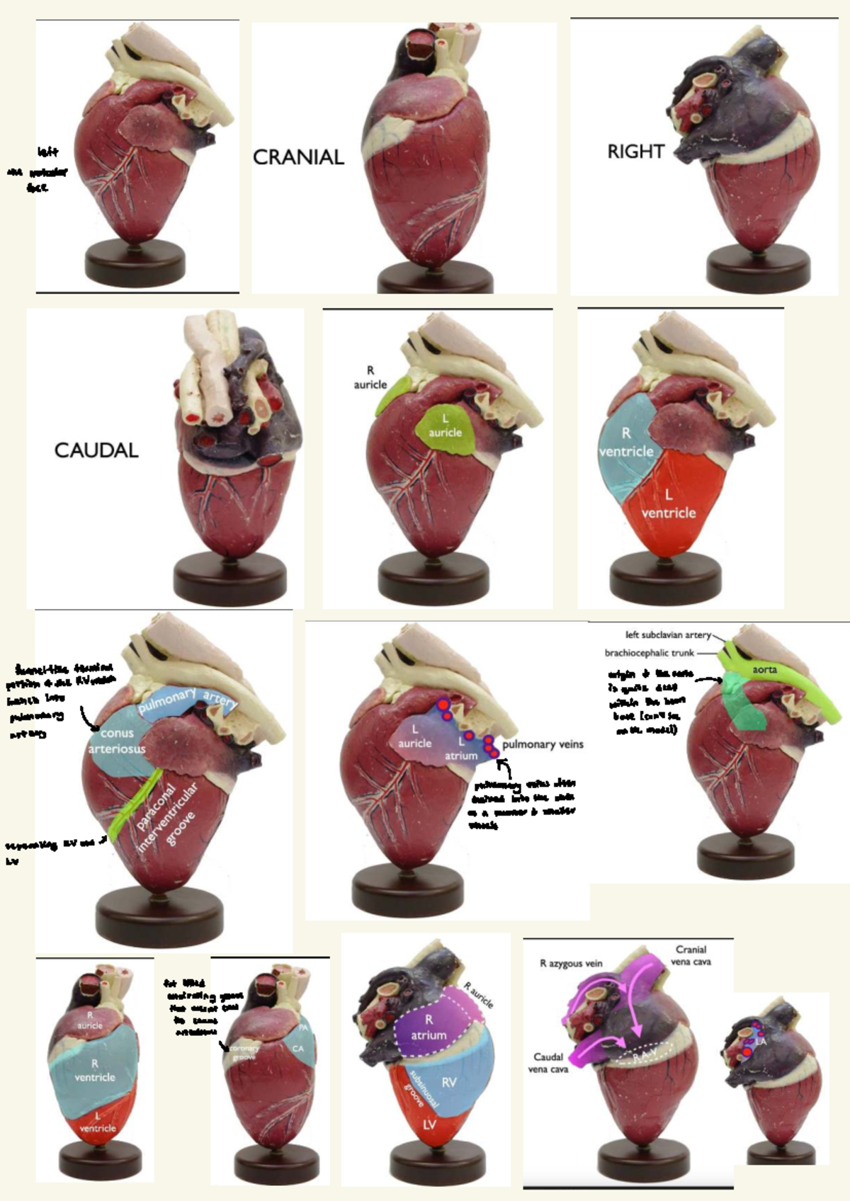 Heart Anatomy Notes: Detailed Overview of Cardiac Structures and ...